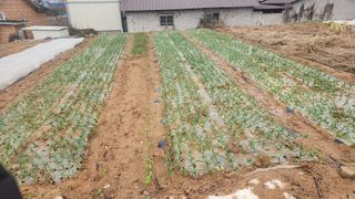 박재성님의 우리지역 대표작물 자랑하기 · 참여글 작성글 사진