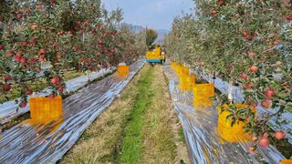 사과20730님의 우리지역 대표작물 자랑하기 · 참여글 작성글 사진
