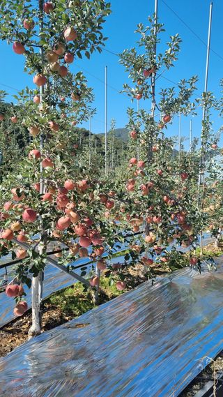 사과20730님의 우리지역 대표작물 자랑하기 · 참여글 작성글 사진