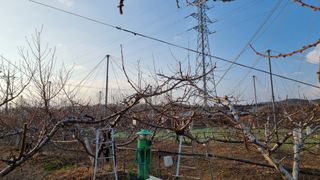 김영도님의 복숭아 · 영농일지 작성글 사진