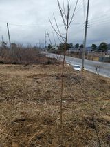 김재현님의 자두·자유게시판 작성글 사진