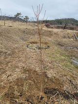 김재현님의 자두·자유게시판 작성글 사진