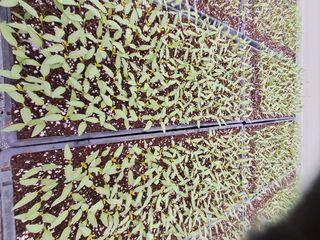 이천순님의 고추 · 파종•정식 작성글 사진