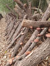 팜모닝 버섯·영농일지 게시글 이미지