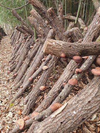 두릅나무17730님의 버섯 · 영농일지 작성글 사진