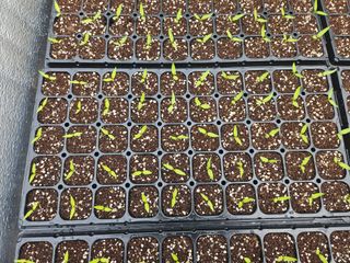 전봉우(채미농원)님의 고추 · 일상 작성글 사진