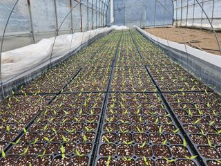 전봉우(채미농원)님의 고추 · 일상 작성글 사진