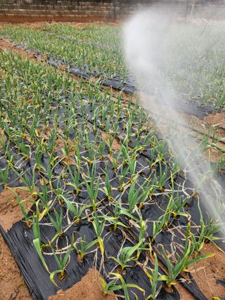 망운천지향토농원님의 자유주제 · 자유게시판 작성글 사진