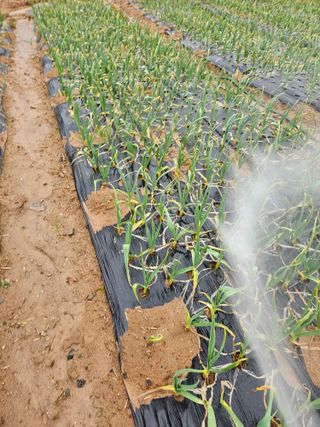 망운천지향토농원님의 자유주제 · 자유게시판 작성글 사진