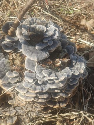 김덕남님의 농사, 무엇이든 물어보세요! · 참여글 작성글 사진