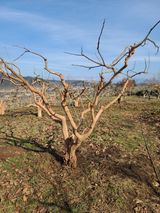 팜모닝 감·자유게시판 게시글 이미지