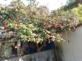 오영도님의 자유주제 · 자유게시판 작성글 사진