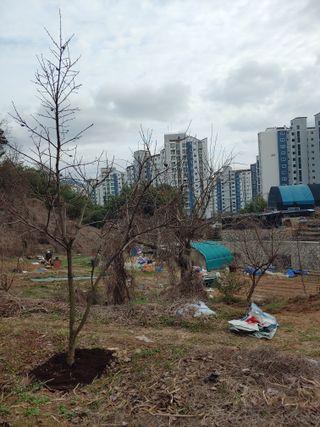 봉림동 태진농장님의 우리지역 대표작물 자랑하기·참여글 작성글 사진