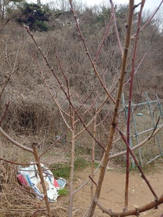 봉림동 태진농장님의 우리지역 대표작물 자랑하기 · 참여글 작성글 사진