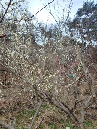 봉림동 태진농장님의 우리지역 대표작물 자랑하기 · 참여글 작성글 사진