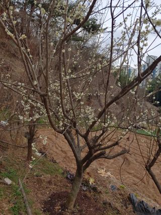 봉림동 태진농장님의 우리지역 대표작물 자랑하기 · 참여글 작성글 사진