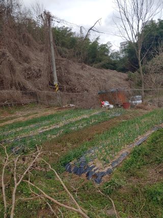 봉림동 태진농장님의 우리지역 대표작물 자랑하기 · 참여글 작성글 사진