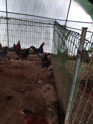 봉림동 태진농장님의 우리지역 대표작물 자랑하기 · 참여글 작성글 사진