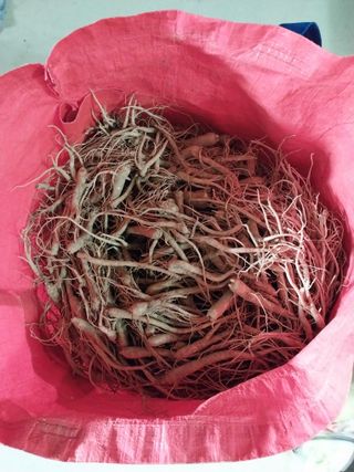 올리브 농장님의 기타작물 · 자유게시판 작성글 사진