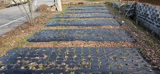 삼례텃밭지기님의 자유주제 · 자유게시판 작성글 사진