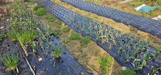 삼례텃밭지기님의 자유주제 · 자유게시판 작성글 사진