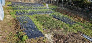 삼례텃밭지기님의 자유주제 · 자유게시판 작성글 사진