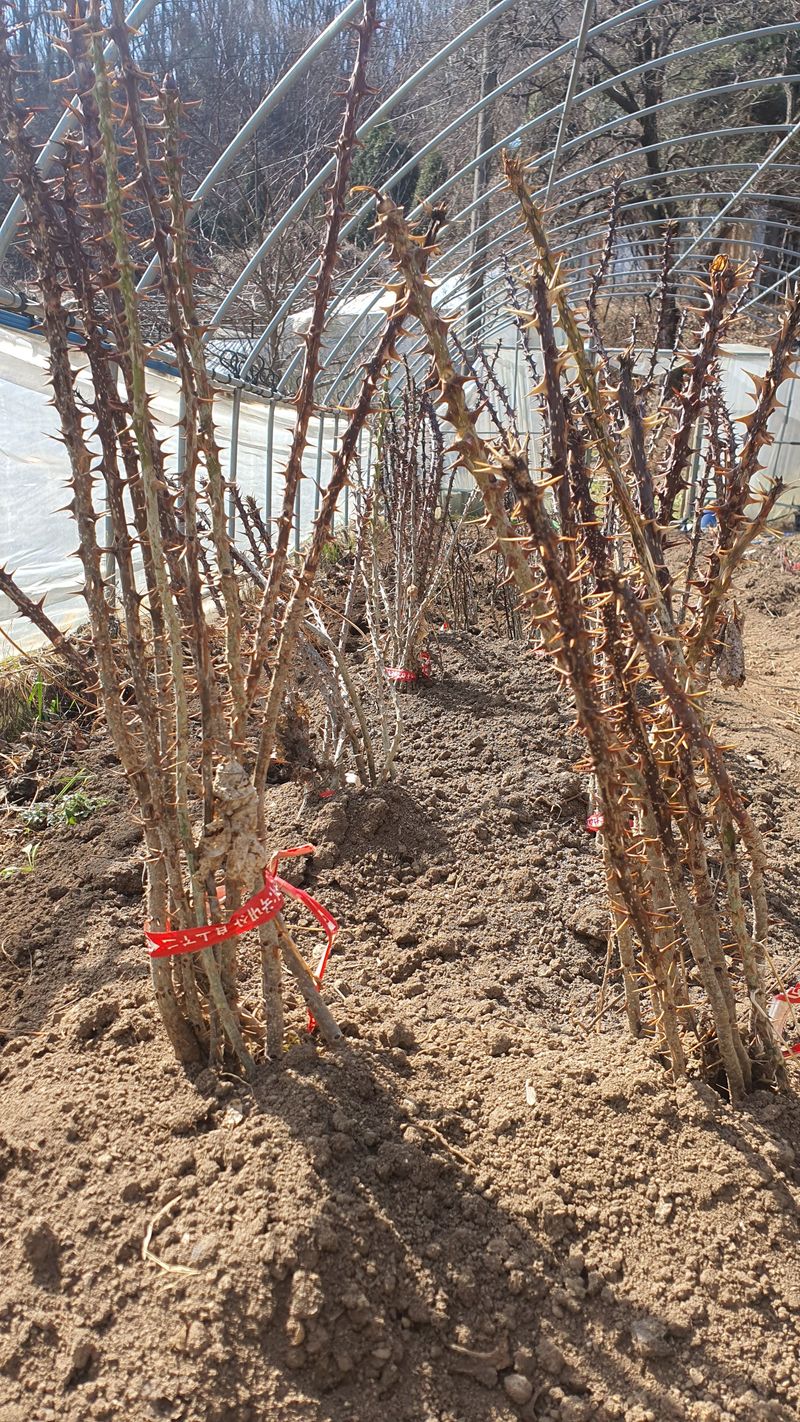 장터 상품 [엄나무 묘목 판매합니다.] 썸네일