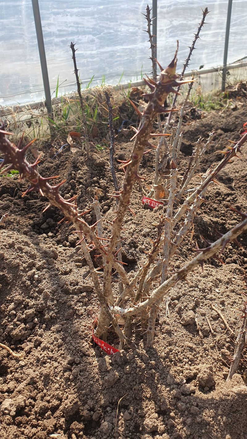 엄나무님의 장터 판매 상품 [엄나무 묘목 판매합니다.] 첨부 사진