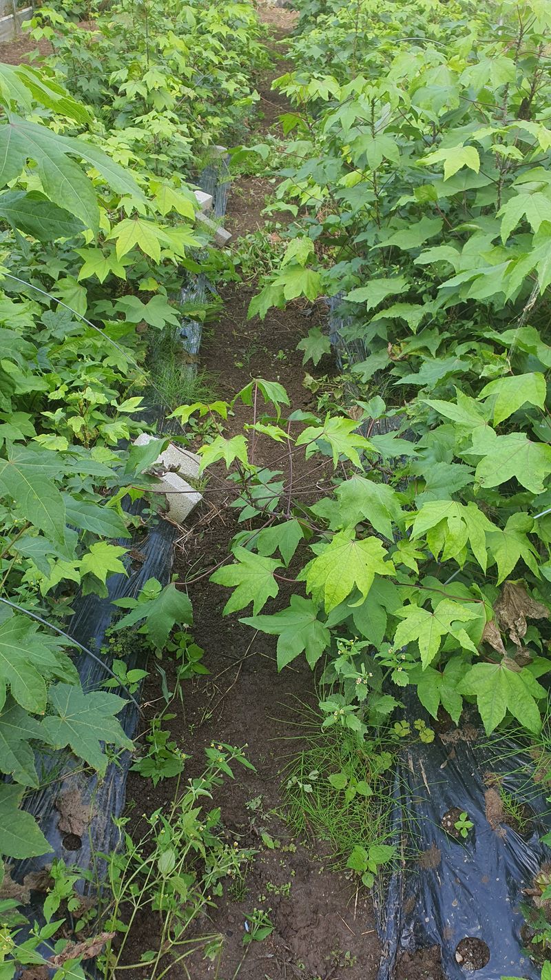 엄나무님의 장터 판매 상품 [엄나무 묘목 판매합니다.] 첨부 사진