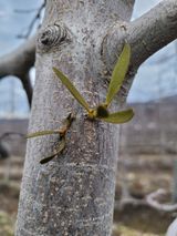 팜모닝 사과·일상 게시글 이미지