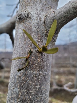 이선일님의 사과 · 일상 작성글 사진