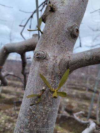 이선일님의 사과 · 일상 작성글 사진