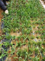 팜모닝 마늘·일상 게시글 이미지