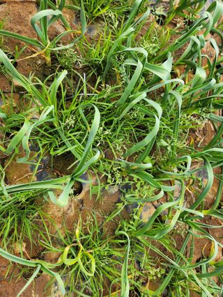 복숭아님의 마늘 · 일상 작성글 사진