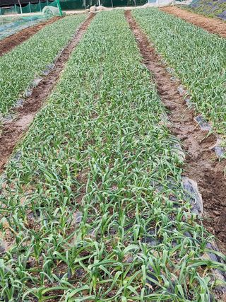 복숭아님의 마늘 · 일상 작성글 사진