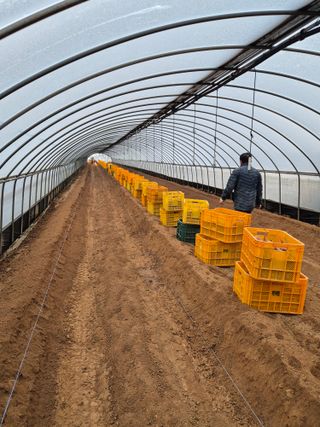 김동수님의 고구마 · 자유게시판 작성글 사진