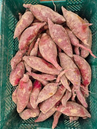 김동수님의 고구마 · 자유게시판 작성글 사진