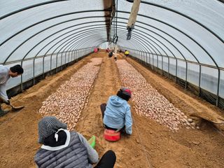 김동수님의 고구마 · 자유게시판 작성글 사진