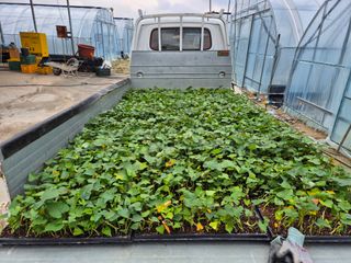 김동수님의 고구마 · 자유게시판 작성글 사진