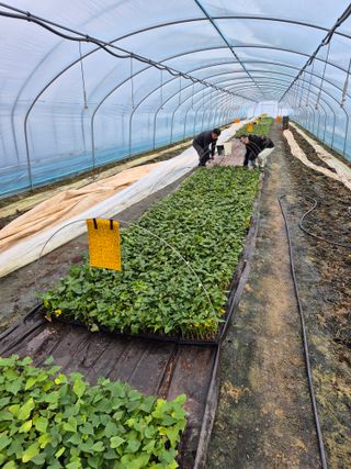 김동수님의 고구마 · 자유게시판 작성글 사진