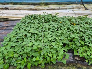 김동수님의 고구마 · 자유게시판 작성글 사진