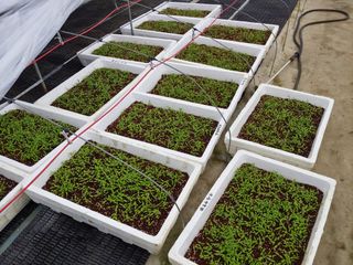 추성호님의 고추 · 파종•정식 작성글 사진