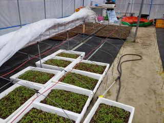 추성호님의 고추 · 파종•정식 작성글 사진