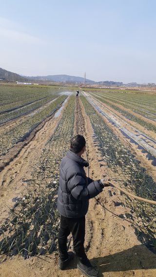 송광만님의 양파·자유게시판 작성글 사진