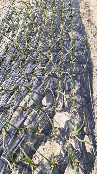 송광만님의 양파 · 자유게시판 작성글 사진