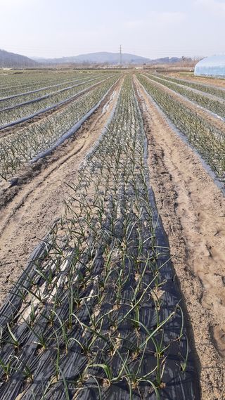 송광만님의 양파 · 자유게시판 작성글 사진