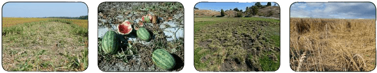 오호Ohoo님의 장터 판매 상품 [오스탑퍼 Ostop 500g 신개념 야생동물기피제] 첨부 사진