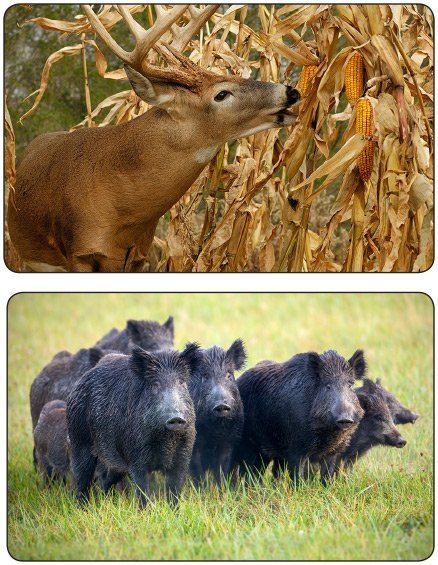 오호Ohoo님의 장터 판매 상품 [오스탑퍼 Ostop 500g 신개념 야생동물기피제] 첨부 사진