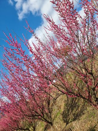 김석중님의 우리지역 대표작물 자랑하기 · 참여글 작성글 사진