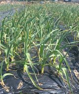 팜모닝 마늘·비료•농약 게시글 이미지